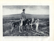 Scottish deerhound dogs for sale  COLEFORD