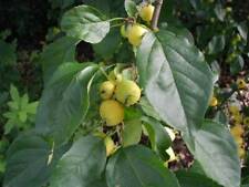 Graines malus baccata d'occasion  Sabres