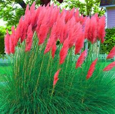 Pampas grass pink for sale  GLOUCESTER