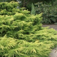 Gold lace juniper for sale  USA