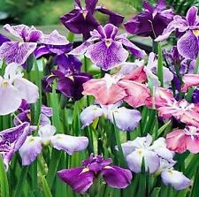 Japanese iris ensata d'occasion  Expédié en Belgium