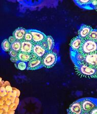 Nirvana zoanthid colony for sale  NORTHWOOD