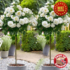 Standard white rose for sale  OXFORD