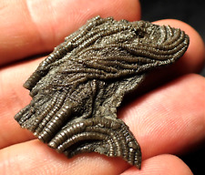 Rare crinoid fossil for sale  BRISTOL