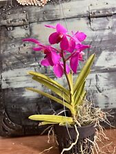 orchids painting potted for sale  Ewa Beach