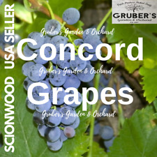 Concord grape vine for sale  Millersburg