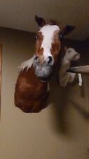 Horse taxidermy mount for sale  Smyrna