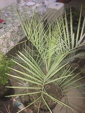 Pindo palm tree for sale  Fredericktown