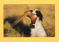 Cartolina cane caccia usato  Crema