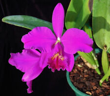 Cattleya mossiae willowbrook for sale  LONDON