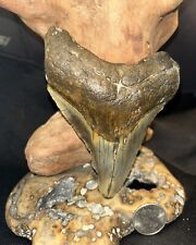 Megalodon rare pathological for sale  Wilmington
