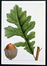 Redoute botanical print for sale  Timberon