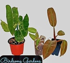 Philodendron plant bundle for sale  Marietta