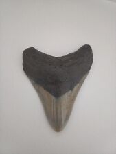 Large usa megalodon for sale  Shipping to Ireland