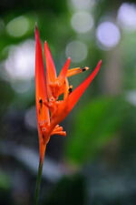 heliconia gebraucht kaufen  Sulzbach-Rosenberg