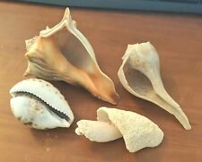 Sea shells genuine for sale  Gray