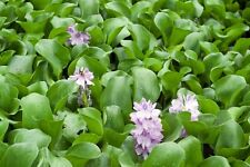 Live water hyacinth for sale  Fairdale