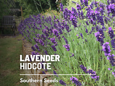 Lavender hidcote blue for sale  Frisco