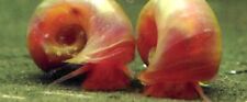 Red ramshorn snails for sale  Shipping to Ireland