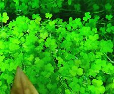 Hydrocotyle tripartita kleebla gebraucht kaufen  Viernheim