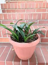 Small baby clivia for sale  San Francisco
