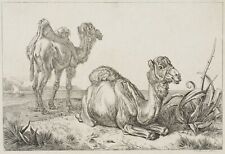 Klein kamel dromedar gebraucht kaufen  Frankfurt