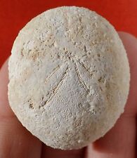 Oursin fossile charente d'occasion  Cuxac-d'Aude