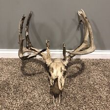 Deer buck skull for sale  Hutchinson