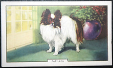 Papillon butterfly dog for sale  DERBY
