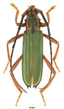 Coleoptera Cerambycidae Chlorida festiva Peru 19mm comprar usado  Enviando para Brazil