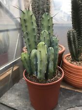 Large myrtillocactus geometris for sale  COLWYN BAY