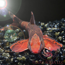 Rare red lizard for sale  Cypress