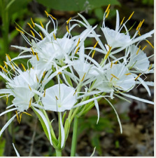 White spider lily for sale  Fort Myers