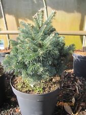 Abies balsamea densa for sale  Shipping to Ireland