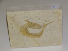 Poisson fossile 10cm d'occasion  Frejus