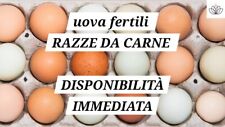 Uova fertili razze usato  Treviso