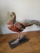 Stunning vintage pheasant for sale  New Hope