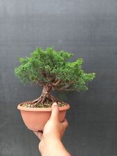 Bonsai juniperus kishu usato  Montevarchi