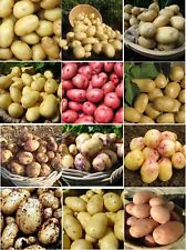 Certified seed potatoes for sale  MANCHESTER