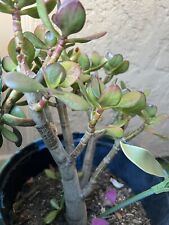 Jade plant large for sale  San Diego