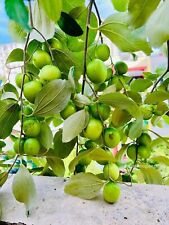 Thai giant jujube for sale  Winter Haven