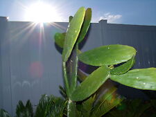 nopal cactus for sale  USA