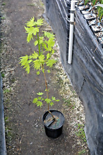 Acer platanoides walderseei for sale  Newport