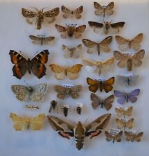 Butterflies moths lepidoptera for sale  CHORLEY