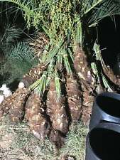 Medjool date palm for sale  Montclair