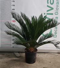 Pianta cycas cicas usato  Altamura