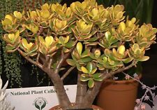 cactus crassula for sale  Shipping to Ireland