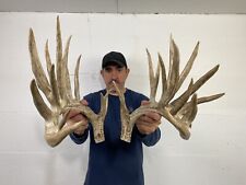 whitetail deer for sale  Delphos