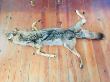 Coyote pelt fur for sale  Jacksboro