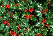100 holly hedging for sale  Shipping to Ireland